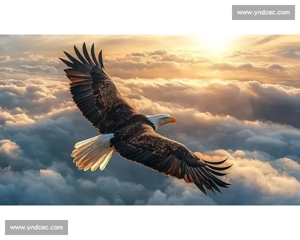 非洲雄鹰展翅高飞，2026世界杯舞台，他们能否搅乱格局